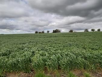 https://www.gallito.com.uy/cerro-largo-estancia-de-1050-has-agricola-ganadera-inmuebles-27598802