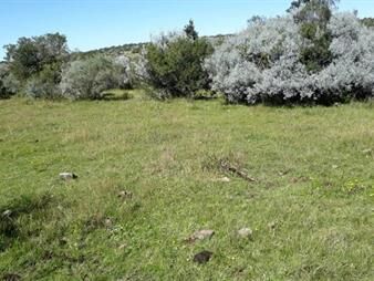 https://web5.gallito.com.uy/campo-de-135-hectareas-en-poblado-colon-lavalleja-inmuebles-25509064