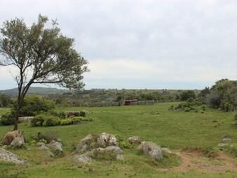 https://web5.gallito.com.uy/venta-campo-55-hectareas-camino-cerro-pelado-lavalleja-inmuebles-26257370