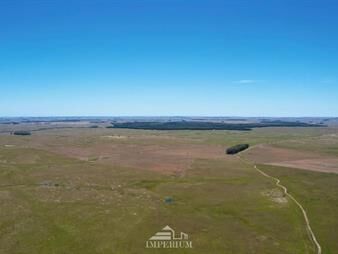 https://web5.gallito.com.uy/venta-de-campo-ganadero-forestal-de-1616-hectareas-florida-inmuebles-26627705