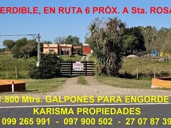 https://www.gallito.com.uy/imperdible-campo-con-unidad-productiva-lista-prox-sta-rosa-inmuebles-27288928