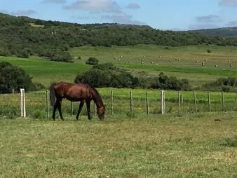 https://web5.gallito.com.uy/espectacular-lote-de-altura-ruta-39-bellisimo-inmuebles-27708862