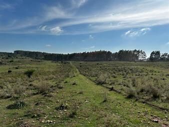 https://web5.gallito.com.uy/venta-de-campo-70-has-a-10-km-de-t-y-tres-inmuebles-27804126