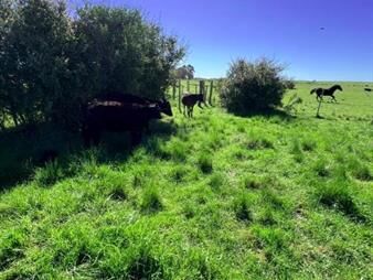 https://www.gallito.com.uy/se-vende-chacra-en-sauce-amueblada-incluye-tractor-y-animale-inmuebles-28077795