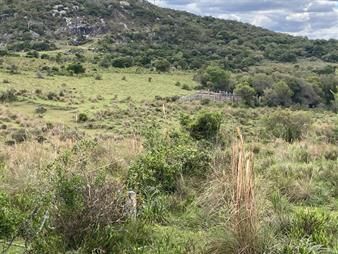 https://www.gallito.com.uy/campo-de-78-has-en-venta-zona-cerro-aspero-garzon-rocha-inmuebles-28153622