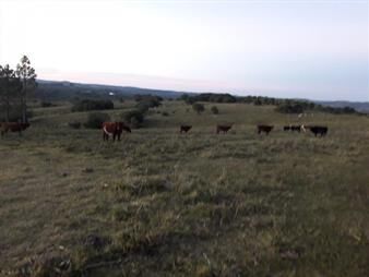 https://www.gallito.com.uy/campo-de-41-has-con-2539-m2-cerca-de-pueblo-eden-consulte-inmuebles-20101226