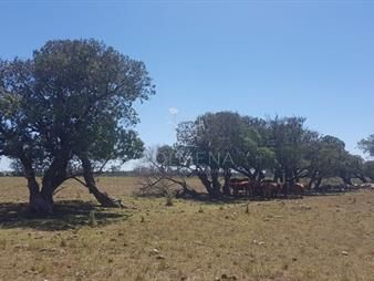 https://web5.gallito.com.uy/chacra-en-zona-rural-zona-rural-inmuebles-22909387