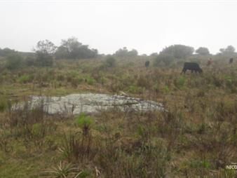 https://www.gallito.com.uy/campo-ganadero-en-venta-en-aigua-inmuebles-24745226