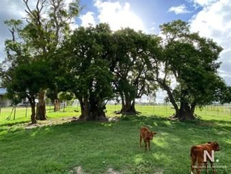https://web5.gallito.com.uy/campo-con-gran-potencial-inmuebles-24745174