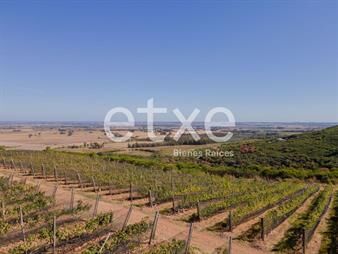 https://www.gallito.com.uy/chacra-en-venta-las-sierras-inmuebles-23472739
