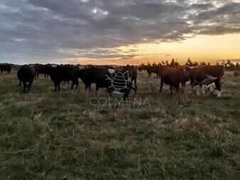 https://www.gallito.com.uy/campo-ganadero-agricola-inmuebles-22910305