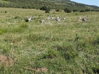 https://web5.gallito.com.uy/se-vende-chacras-en-un-lugar-con-vistas-a-las-sierras-cerca-inmuebles-25527339