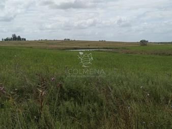 https://web5.gallito.com.uy/campo-en-florida-agricola-ganadero-inmuebles-25417358