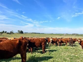 https://web5.gallito.com.uy/campo-en-lavalleja-inmuebles-25780806