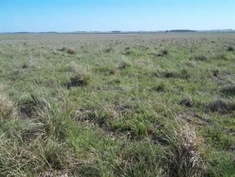https://www.gallito.com.uy/campo-ganadero-l-salto-i-450-ha-ic-93-inmuebles-26168629