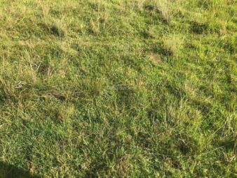 https://www.gallito.com.uy/campo-ganadero-l-tacuarembo-i-332-ha-ic-55-inmuebles-26173780