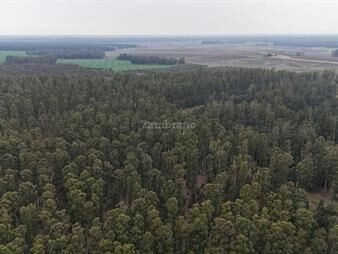 https://www.gallito.com.uy/venta-de-chacra-o-campo-en-tacuarembo-inmuebles-26173845