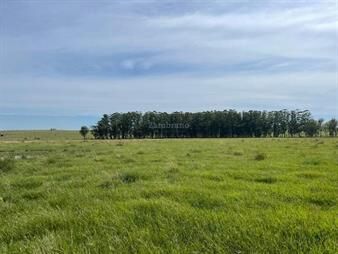 https://www.gallito.com.uy/venta-de-chacra-o-campo-en-tacuarembo-inmuebles-26174001