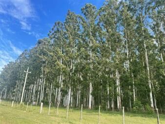 https://web5.gallito.com.uy/campo-forestal-ganadero-l-tacuarembo-i-924-ha-ic-45-inmuebles-26181160