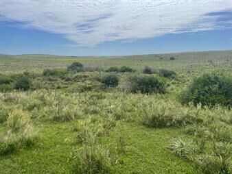 https://www.gallito.com.uy/campo-ganadero-i-tacuarembo-i-ha-3200-ic-55-inmuebles-26193563