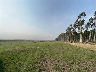 https://www.gallito.com.uy/campo-ganadero-invernador-i-treinta-y-tres-i-ha-450-ic-91-inmuebles-26193892