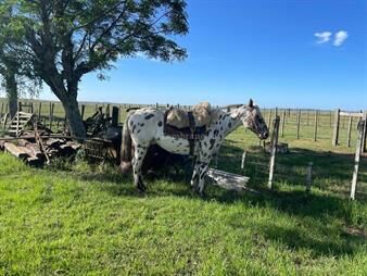 https://web5.gallito.com.uy/campo-ganadero-i-paysandu-i-ha-600-ic-36-inmuebles-26261099