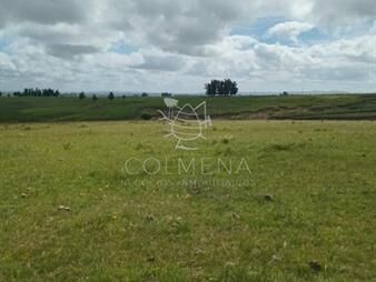 https://www.gallito.com.uy/campo-en-corte-la-leña-la-luz-pasa-por-frente-al-campo-y-a-inmuebles-26266309
