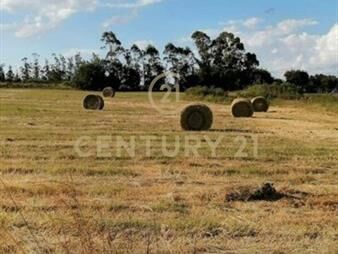 https://www.gallito.com.uy/hermosa-chacra-salinas-norte-3-hectarias-y-media-inmuebles-26386226