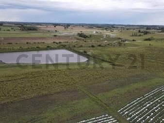 https://web5.gallito.com.uy/venta-campo-lavalleja-ideal-inversion-financia-con-viv-inmuebles-26386239