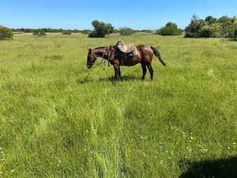 https://www.gallito.com.uy/campo-ganadero-i-tacuarembo-i-ha-391-ic-66-inmuebles-26551569