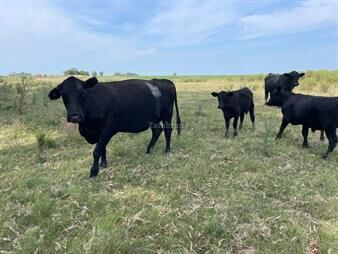 https://www.gallito.com.uy/estancia-agricola-ganadera-i-soriano-i-ha-1105-ic-168-inmuebles-26551732
