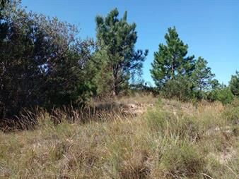 https://www.gallito.com.uy/terreno-punta-del-diablo-500-m2-atras-del-camping-inmuebles-26386609