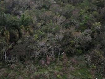 https://www.gallito.com.uy/campo-monte-nativo-i-tacuarembo-i-569-ha-ic-22-inmuebles-26174213