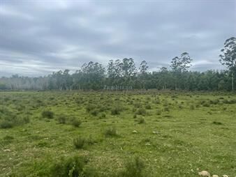 https://web5.gallito.com.uy/venta-de-chacra-o-campo-en-paysandu-inmuebles-26039929