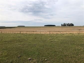 https://web5.gallito.com.uy/campo-agricola-ganadero-l-i-lavalleja-i-2100-ha-ic-101-inmuebles-26039666