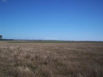 https://web5.gallito.com.uy/campo-i-paysandu-i-ha-483-ic-39-inmuebles-26716033