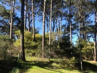 https://web5.gallito.com.uy/terreno-punta-ballena-inmuebles-24852048