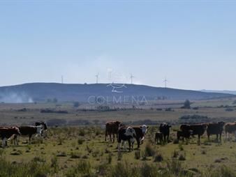 https://www.gallito.com.uy/campo-cerca-ruta-39-en-las-cañas-inmuebles-22910091