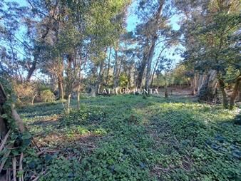 https://web5.gallito.com.uy/oportunidad-lote-en-el-golf-playa-brava-inmuebles-26278819