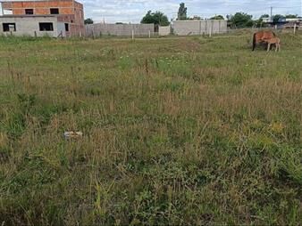 https://web5.gallito.com.uy/terreno-25-de-agosto-florida-limite-san-jose-y-canelones-inmuebles-26421788