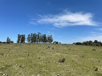 https://www.gallito.com.uy/muy-linda-parcela-de-campo-sobre-ruta-a-pocos-km-de-maldona-inmuebles-27042334