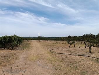 https://www.gallito.com.uy/chacra-en-venta-cno-las-mulitas-melilla-inmuebles-23378259