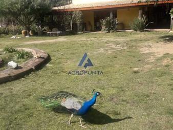 https://web5.gallito.com.uy/chacra-38-has-inmuebles-20580044