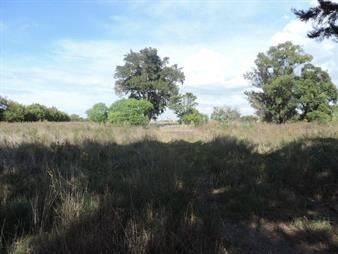 https://web5.gallito.com.uy/terreno-venta-paso-de-la-arena-luis-batlle-berres-a-pasos-u-inmuebles-20801658