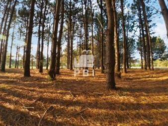https://www.gallito.com.uy/terreno-en-la-serena-punta-ballena-ref-pbi13362-inmuebles-27112590