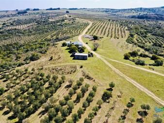 https://www.gallito.com.uy/preciosas-chacra-con-olivos-en-finca-babieca-vistas-sierra-inmuebles-23895973