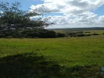 https://www.gallito.com.uy/buen-campo-ganadero-218-has-en-oratorio-inmuebles-26156806