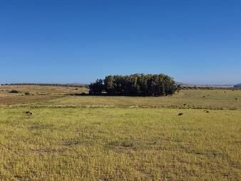 https://www.gallito.com.uy/vendo-chacra-ruta-9-entre-ruta-12-y-pan-de-azucar-maldona-inmuebles-26809614