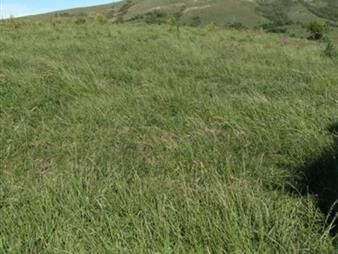 https://www.gallito.com.uy/linda-fraccion-de-campo-ganadero-con-aptitud-forestal-inmuebles-24717521