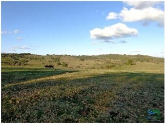 https://www.gallito.com.uy/pintoresco-campo-ganadero-muy-bien-ubicado-inmuebles-24202746